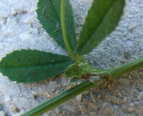 Trifolium resupinatum / Trifoglio risupinato